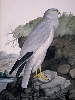 Accipitridae: Circus cyaneus, hen harrier