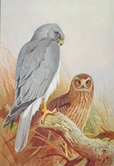 Brow: Circus cyaneus, hen harrier