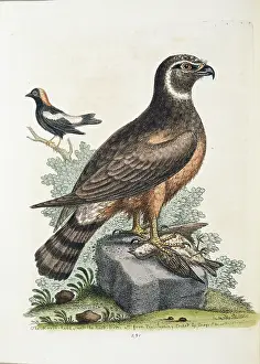 Accipitridae: Circus cyaneus, marsh hawk or northern harrier
