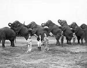 Circuses: Circus elephants and clowns