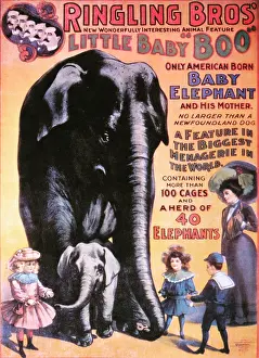 Ringling: Circus - Entertainment - Animals