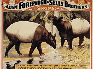 Forepaugh: Circus - Entertainment - Animals
