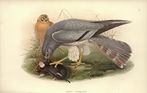 Accipitridae: Circus macrorus, pallid harrier