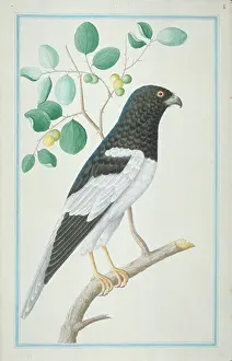 Accipitridae: Circus melanoleucos, pied harrier