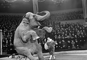 Durov: Circus performance