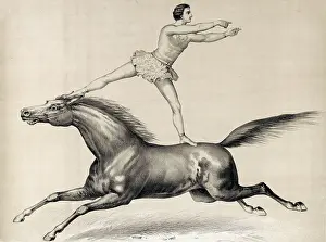 Acrobatic: Circus performer standing and riding on a bareback horse
