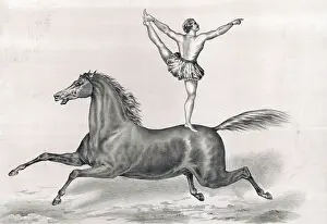 Acrobat: Circus performer standing and riding on a bareback horse