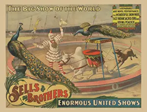 Showman: Circus poster - a performing zebu and peacock