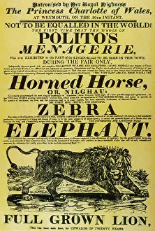 Polito: CIRCUS POSTER/POLITO'S