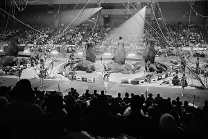 Ringling: Circus - Ringling Brothers and Barnum & Bailey