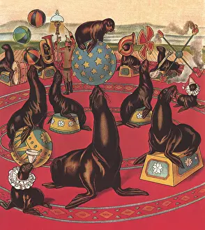 Tricks: Circus Seals