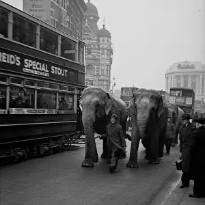 Publicise: Circus in town, elephants in Central London