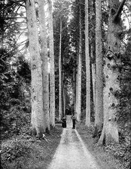Firs: Cirencester Park