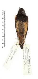 U.s.a: Ciridops anna, Ula-ai-hawane