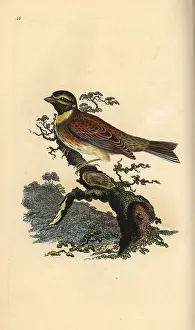 Emberiza: Cirl bunting, Emberiza cirlus