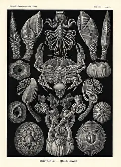 Glitsch: Cirripedia or barnacles