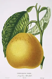 Naturelle: Cirtus paradisi, grapefruit