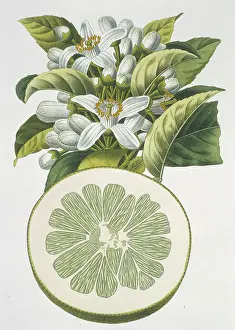 Naturelle: Cirtus paradisi, grapefruit
