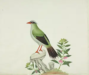 Magpie: Cissa sp