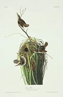 Wren: Cistothorus palustris, marsh wren