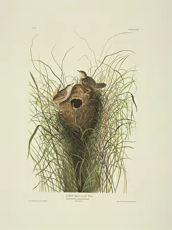Longus: Cistothorus platensis, sedge wren