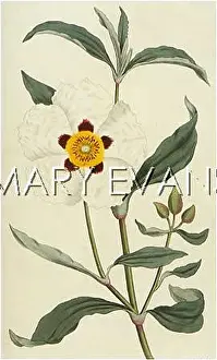 Cistus: CISTUS LADANIFERUS