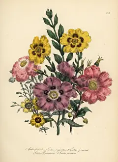 Algarve: Cistus species