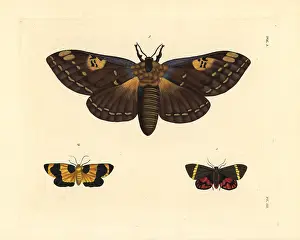 Laocoon: Citheronia laocoon, Eudesmia menea, and Curoba