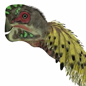 Oviraptorid: Citipati dinosaur head