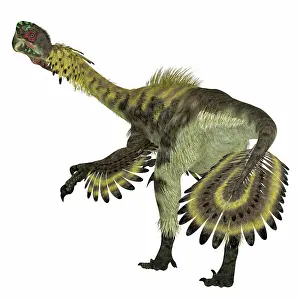Oviraptorid: Citipati dinosaur, rear view