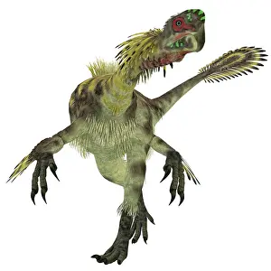 Oviraptorid: Citipati dinosaur, white background