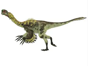 Oviraptorid: Citipati dinosaur, white background