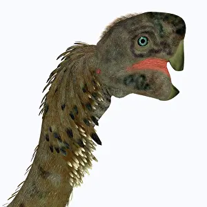 Oviraptorid: Citipati female dinosaur head