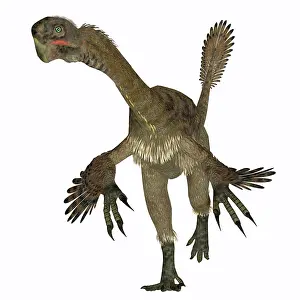 Claw: Citipati female dinosaur, front view