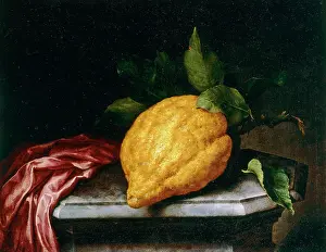 Citron: Citron, by Bartolomeo Bimbi, formerly