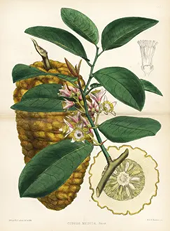 Citron: Citron or cedrat, Citrus medica