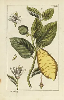 Citron: Citron showing fruit, leaves and flowers, Citrus medica