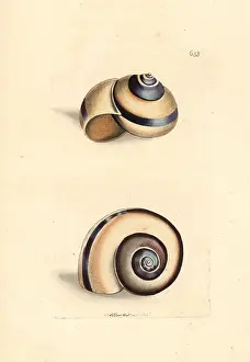 Citron: Citron snail, Helix citrina