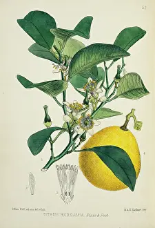 Juicy: Citrus bergamia, bergamia orange