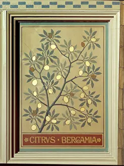 Bergamot: Citrus bergamia, bergamot orange