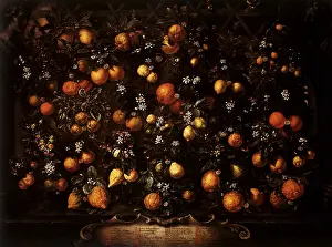 Bartolomeo: Citrus Fruit