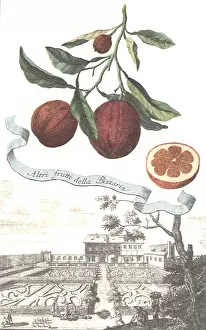 Hedges: Citrus Over Garden
