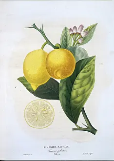 Juicy: Citrus limon, lemon