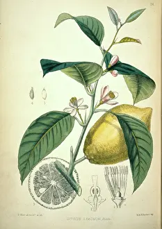 Juicy: Citrus limonum, lemon