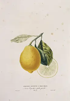 Malvidae: Citrus limonum, lemon