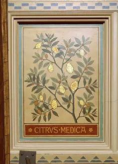 Malvidae: Citrus medica, citron