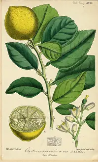 Citrus: Citrus medica, citron melon
