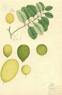 Malvidae: Citrus medica, lime