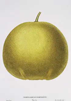 Naturelle: Citrus paradisi, grapefruit