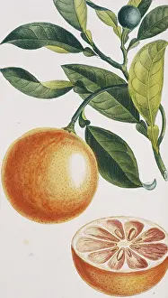 Sinensis: Citrus sinensis, orange